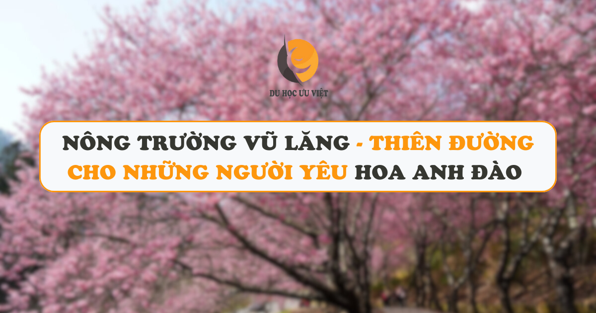 Nông trường Vũ Lăng - Thiên đường cho những người yêu hoa anh đào